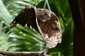 DALZoo_7-2016-DSC_4347 (2)